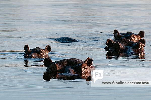 Flusspferde (Hippopotamus amphibius) unter Wasser  Okavango-Delta  Botswana