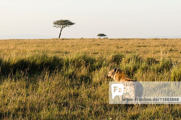 Gefleckte Hyaena (Crocuta crocuta)  Masai Mara National Reserve  Kenia