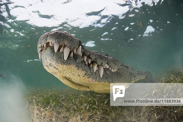 Krokodil auf dem Meeresboden  Xcalak  Quintana Roo  Mexiko  Nordamerika