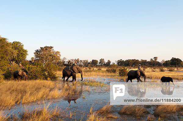 Elephants (Loxodonta africana) crossing water  Botswana
