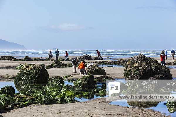 Touristen  die bei Ebbe zwischen Gezeitentümpeln und mit Algen bewachsenen Felsen an der Küste von Oregon spazieren gehen; Bandon  Oregon  Vereinigte Staaten von Amerika'.