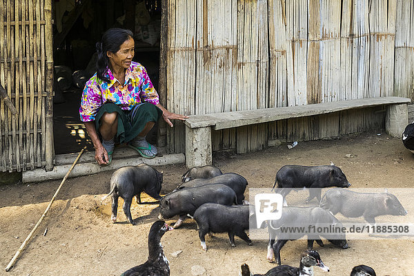 Eine Frau sitzt auf der Treppe ihres Hauses und füttert eine Herde Ferkel; Provinz Luang Prabang  Laos'.