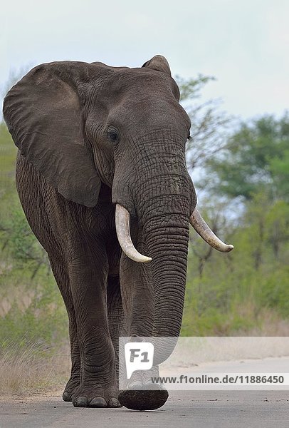 Afrikanischer Buschelefant (Loxodonta africana)  Bulle auf einer asphaltierten Straße  Krüger-Nationalpark  Südafrika  Afrika