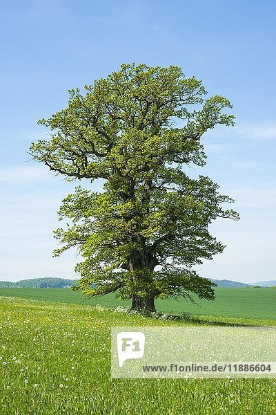 Alte Stieleiche (Quercus robur)  Solitärbaum  Thüringen  Deutschland  Europa