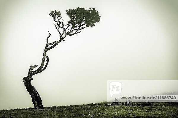 Stinkholzbaum (Ocotea foetens) im Nebel  Porto Moniz  Madeira  Portugal  Europa