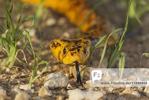 Kap-Kobra (Naja nivea)  herausgestreckte Zunge  während der Regenzeit im grünen Gras  Kalahari-Wüste  Kgalagadi Transfrontier Park  Südafrika  Afrika