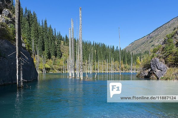Dead trunks of Picea schrenkiana pointing out of water in Kaindy lake or Submerged Forest  Tien Shan Mountains  Kazakhstan  Asia