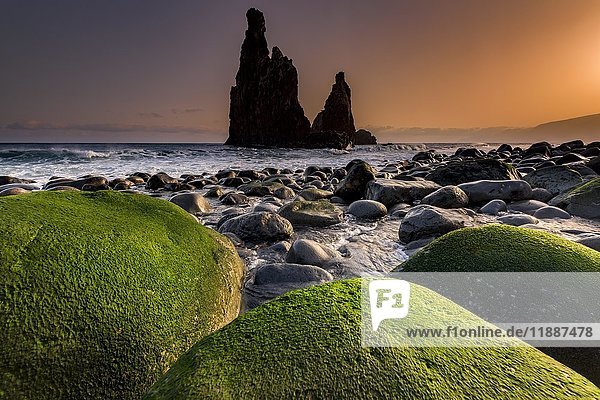 Felsformation Ribeira de Janela bei Sonnenaufgang mit moosbewachsenen Steinen am Strand  Porto Moniz  Madeira  Portugal  Europa