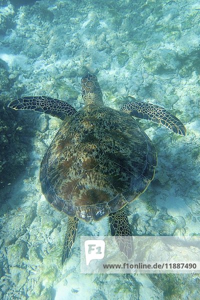 Echte Karettschildkröte (Eretmochelys imbricata)  Insel Gangehi  Ari-Atoll  Indischer Ozean  Malediven  Asien