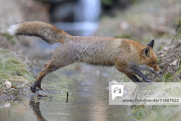 Red fox (vulpes vulpes)  jumping over a brook  Bohemian Forest  Czech Republic  Europe