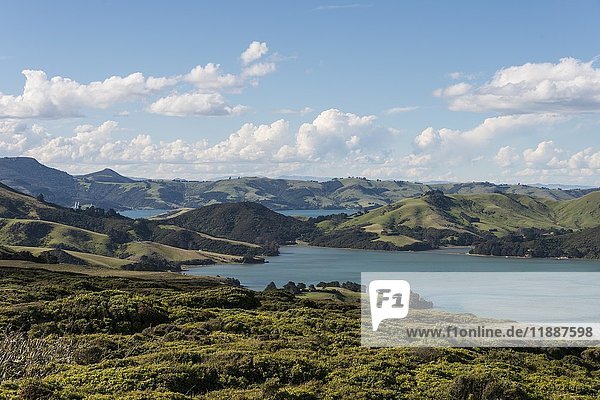 Hoopers Inlet  Inlet in green hilly landscape  Dunedin  Otago Peninsula  South Island  New Zealand  Oceania