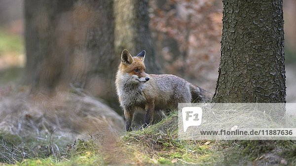 Red fox (Vulpes vulpes)  standing in spruce high forest  Böhmerwald  Czech Republic  Europe