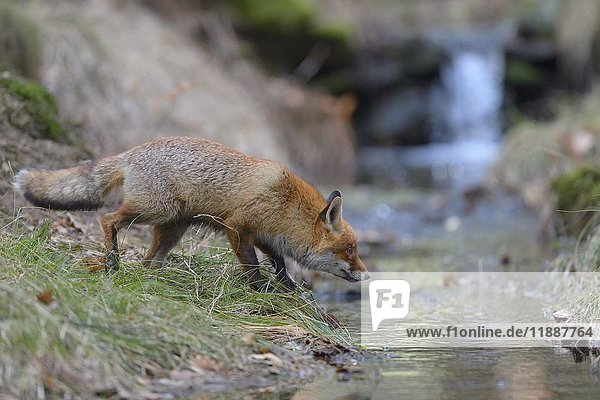 Red fox (Vulpes vulpes)  standing on a brook  Bohemian Forest  Czech Republic  Europe