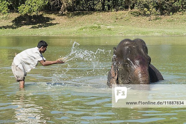 Mahout wäscht seinen indischen Elefanten (Elephas maximus indicus) im Fluss  Kaziranga National Park  Assam  Indien  Asien
