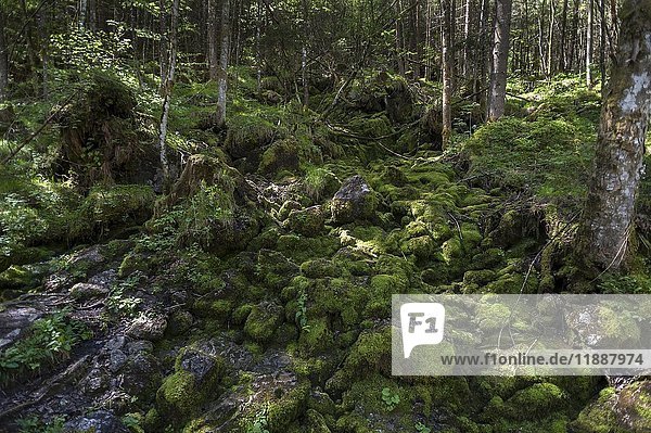 Trockener Bachlauf mit moosbewachsenen Steinen im verwunschenen Wald  Ramsau  Berchtesgadener Land  Oberbayern  Deutschland  Europa