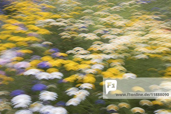 Sommerwiese  Blumenwiese  abstrakt  unscharf  Deutschland  Europa
