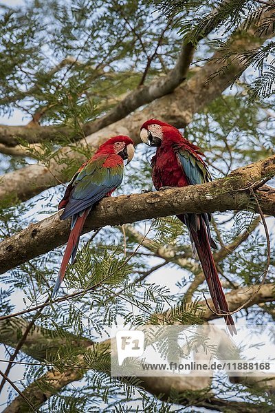 Rot-Grüner Ara (Ara chloroptera)  Tierpaar auf Akazienbaum sitzend  Pantanal  Mato Grosso do Sul  Brasilien  Südamerika