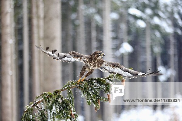 Steppenbussard (Buteo buteo)  erwachsener Vogel auf einem Baum im Winter mit ausgebreiteten Flügeln  im Schnee  Zdarske Vrchy  Böhmisch-Mährisches Hochland  Tschechische Republik  Europa