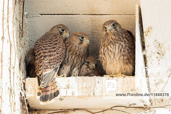 Junge Turmfalken (Falco tinnunculus) im Nistkasten  Hessen  Deutschland  Europa
