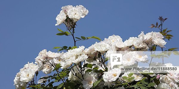 Weiße Kletterrosen (Rosa)