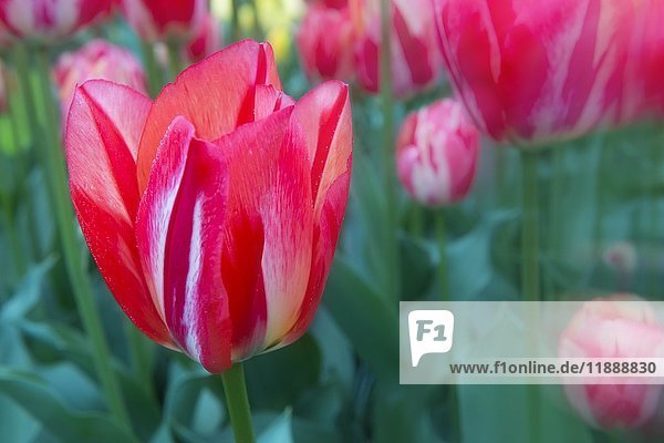 Nahaufnahme von blühenden mehrfarbigen Tulpen (Tulipa)  Keukenhof Gärten  Lisse  Südholland  Niederlande  Europa