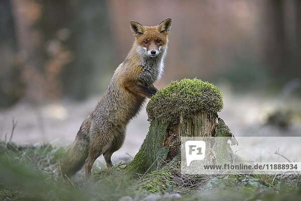 Red fox (Vulpes vulpes) standing erect at a mossy tree stump  Bohemian Forest  Czech Republic  Europe