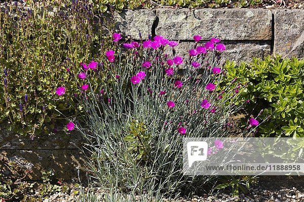 Wood pink (Dianthus carthusianorum)  rock garden  North Rhine-Westphalia  Germany  Europe