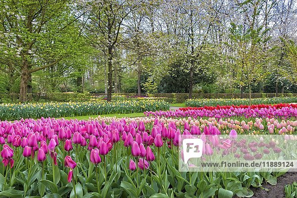 Blumengarten mit blühenden bunten Tulpen (Tulipa)  Keukenhof Gardens Exhibit  Lisse  Südholland  Niederlande  Europa