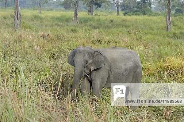 Indischer Elefant (Elephas maximus indicus) beim Fressen  Kaziranga National Park  Assam  Indien  Asien