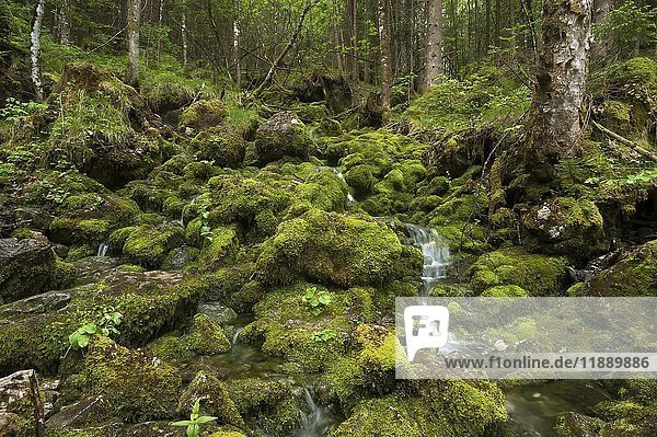 Moosbewachsene Steine an einem Bergbach  Zauberwald  Ramsau  Berchtesgadener Land  Oberbayern  Deutschland  Europa