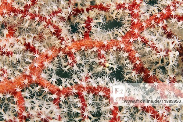 Detail of horn coral (Acantogorgia sp.)  red  with polyps  white  Palawan  Mimaropa  Sulu lake  Pacific Ocean  Philippines  Asia