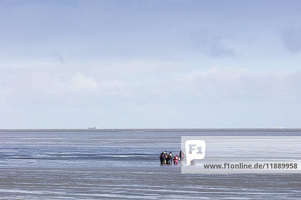Group of mudflat strollers in mudflat  Cuxhaven  North Sea  Lower Saxony  Germany  Europe