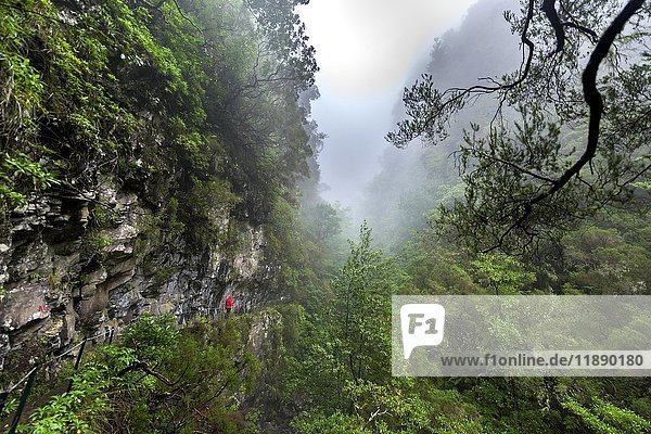Hikers on narrow footpath along a Levada watercourse  rainforest in fog  Caldeirao Verde  Queimadas  Madeira  Portugal  Europe