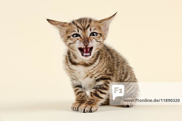 Toyger (Felis silvestris catus)  Alter 6 Wochen  Farbe braun  getigert  sitzend  fauchend
