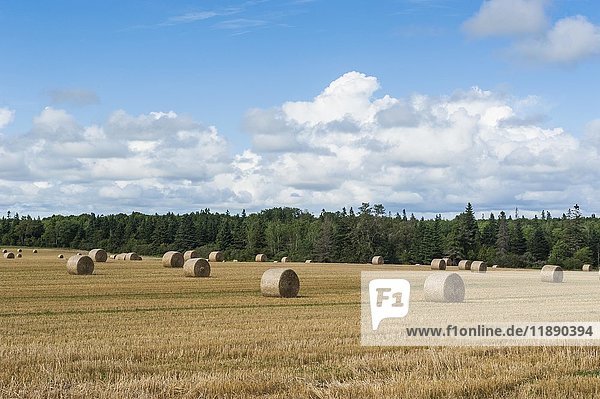 Harvested wheat field with bales of straw  Prince Edward island  Canada  North America