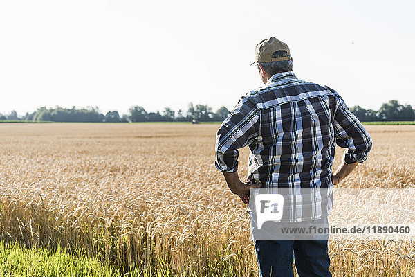 Rückansicht eines älteren Bauern vor dem Weizenfeld