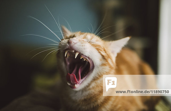 Gähnende Katze