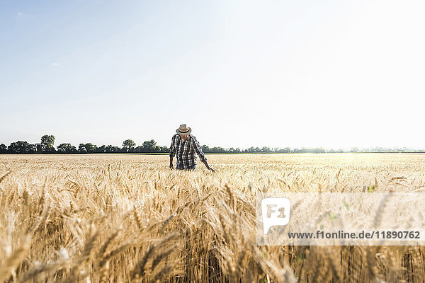 Senior farmer in a field examining ears