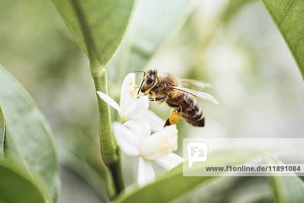 Biene sammelt Pollen auf einer Zitruspflanze