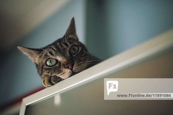 Porträt einer Katze die sich zu Hause entspannen kann.