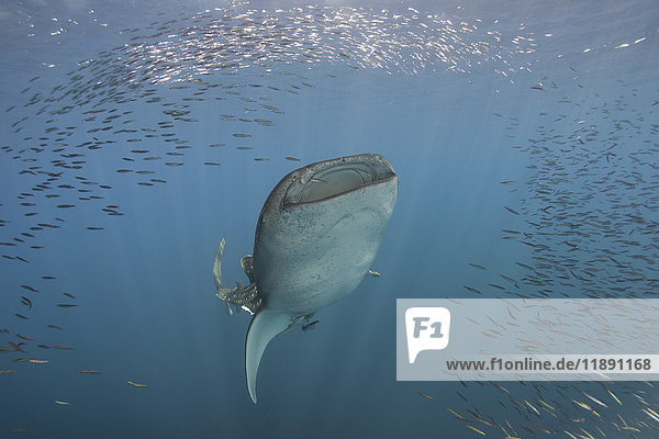 Indonesien Papua Cenderawasih Bay Walhai und Fischschwarm
