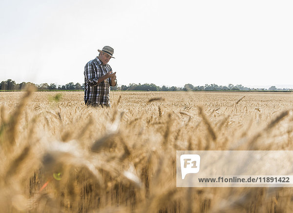 Senior farmer in a field examining ears