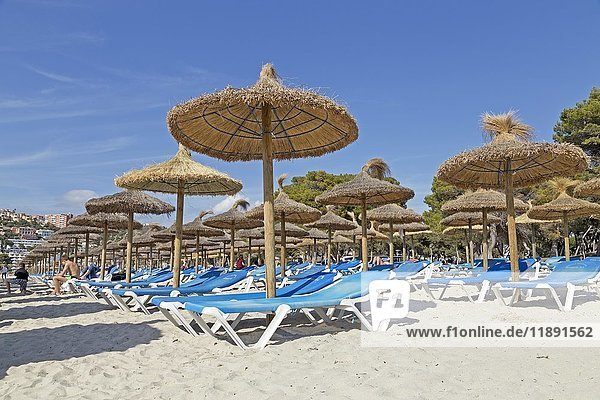 Strand mit Liegestühlen und Sonnenschirmen  Santa Ponca  Mallorca  Spanien  Europa