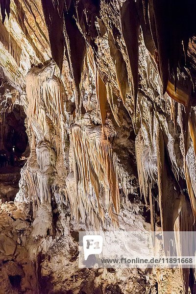 Höhlen von Postojna  Postojnska jama  mit Stalaktiten und Stalagmiten  Postojna  Slowenien  Europa