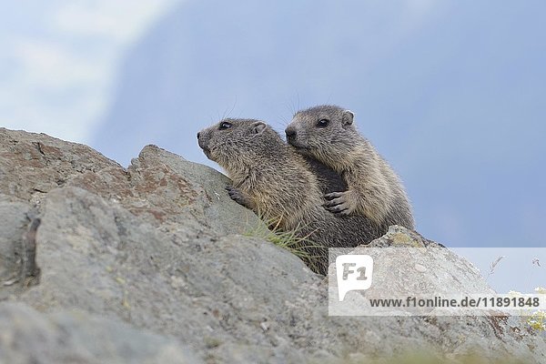 Junge Murmeltiere (Marmota marmota) auf einem Felsen  Jungtiere  Nationalpark Hochseilgarten  Kärnten  Österreich  Europa