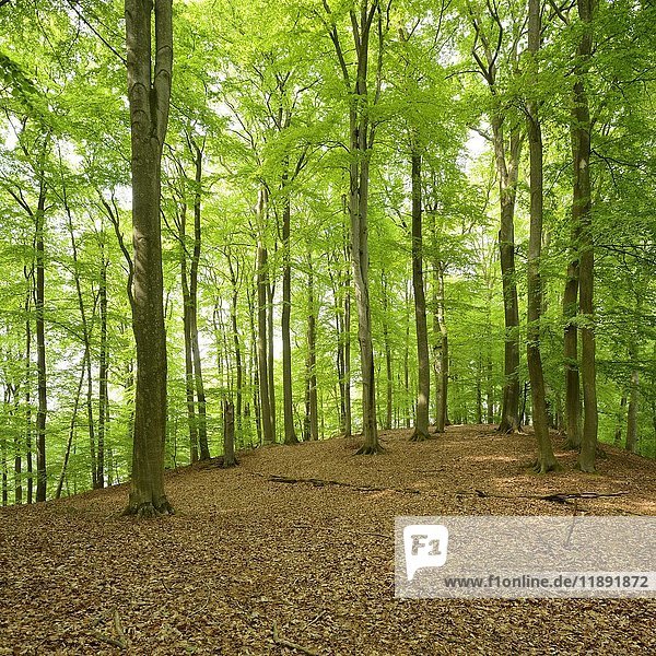 Unberührter Buchenwald  Müritz-Nationalpark  Teilgebiet Serrahn  UNESCO-Weltnaturerbe  Buchenurwälder der Karpaten und alte Buchenwälder Deutschlands  Mecklenburg-Vorpommern  Deutschland  Europa