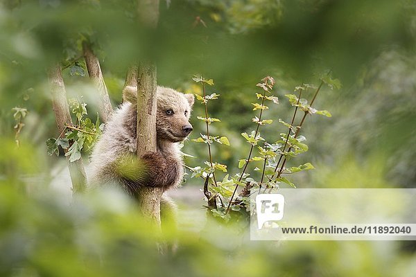 Junger Braunbär (ursus arctos) im Gebüsch  in Gefangenschaft  Baden-Württemberg  Deutschland  Europa