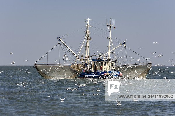 Fischkutter mit ausgeworfenen Netzen beim Krabbenfang  Möwen im Schlepptau  Nordsee vor der Insel Pellworm  Nordfriesland  Schleswig-Holstein  Deutschland  Europa
