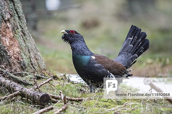 Capercaillie (Tetrao urogallus) in forest  Styria  Austria  Europe