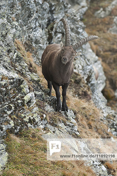 Steinbock (Capra ibex) stehend auf felsigem Untergrund  Tirol  Österreich  Europa